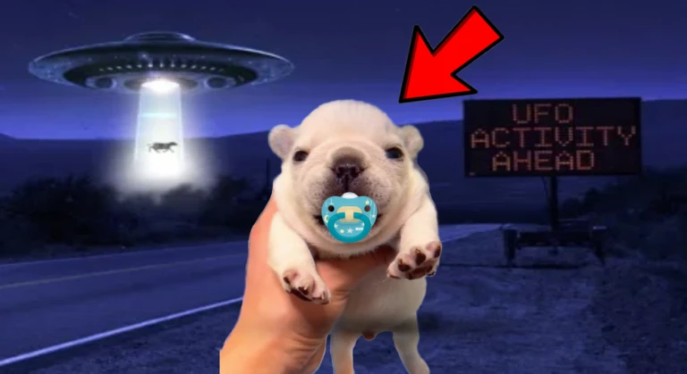 Survive PIBBLE ekran görüntüsü