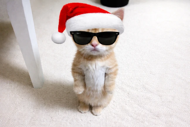 Survive EL GATO ekran görüntüsü