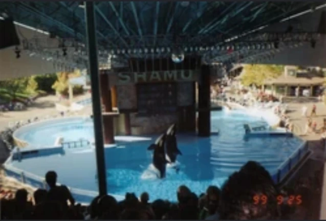 Sea world Cleveland, Ohio | shamu show ekran görüntüsü