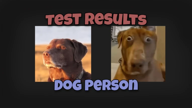 Dog or Cat Test ekran görüntüsü