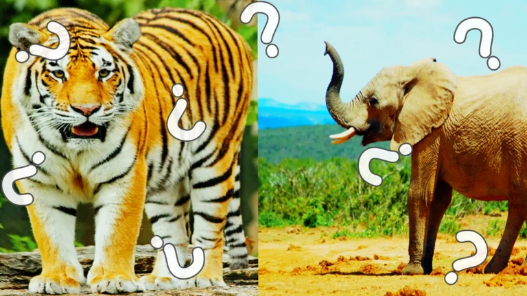 🦒Animals Quiz! ekran görüntüsü
