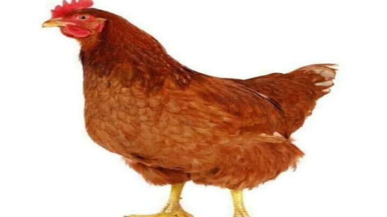 chicken ekran görüntüsü