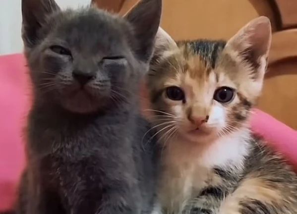 for kawaiipuppynyashik and kawaiipuppynyasha \^o^/ ekran görüntüsü