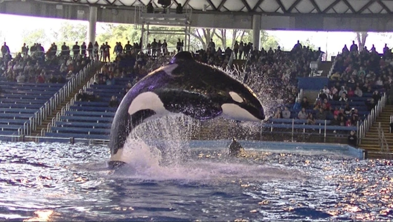 SeaWorld Texas | orca show | antonio texas ekran görüntüsü