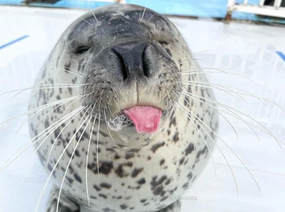 Seal Simulator 2025 ekran görüntüsü