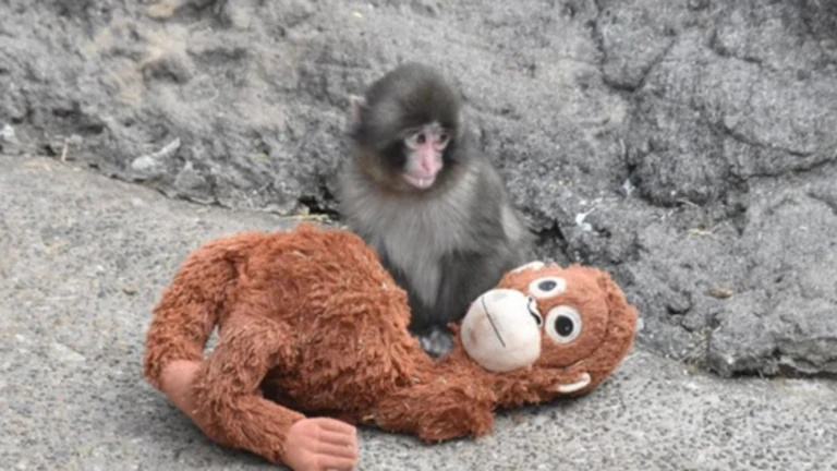 Jump Into "Punch" The Monkey ekran görüntüsü