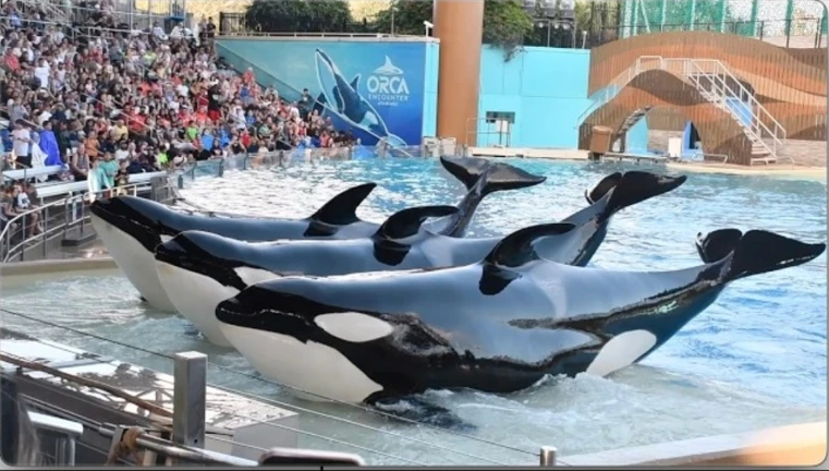 SeaWorld Orlando | Orca show ekran görüntüsü