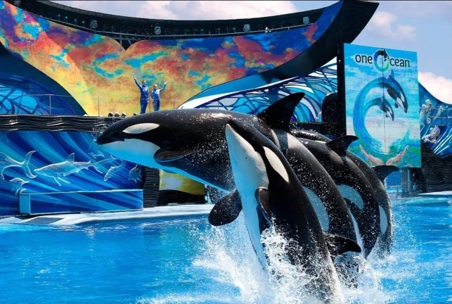 SeaWorld SWSD | One Ocean | shamu show ekran görüntüsü