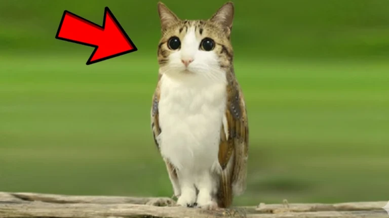 Secret Meowl Line! ekran görüntüsü
