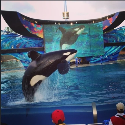 one ocean shamu show ekran görüntüsü